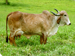 wx_gir_leiteiro_indiana
