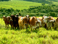 wx_gir_leiteiro_novilhas