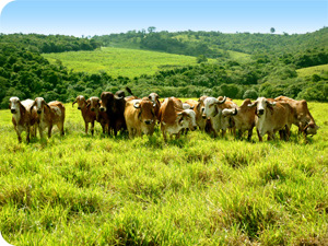 wx_gir_leiteiro_novilhas_pasto