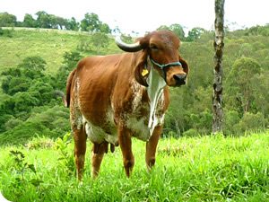 wx_gir_leiteiro_odalisca