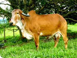 wx_gir_leiteiro_olinda