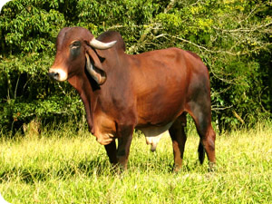 wx_gir_leiteiro_pardal