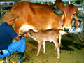 wx_gir_leiteiro_amamentando_home