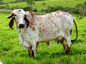 wx_gir_leiteiro_vaqueta